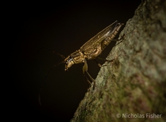 Temnosternus planiusculus