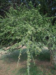 Boscia foetida