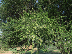Boscia foetida