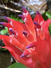Billbergia pyramidalis