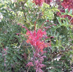 Grevillea bipinnatifida