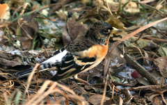 Fringilla montifringilla