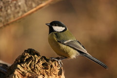 Parus major