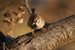 Passer montanus