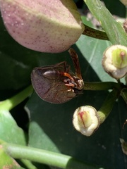 Mischocyttarus drewseni