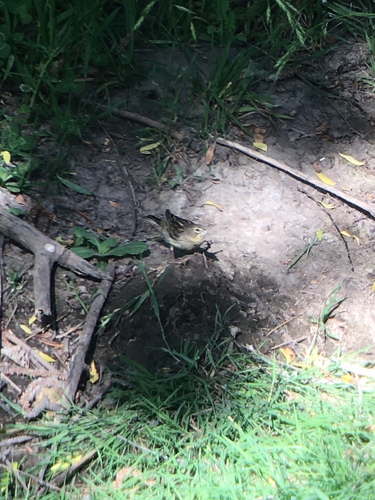 Grassland Yellow Finch (Sicalis luteola), photo 9