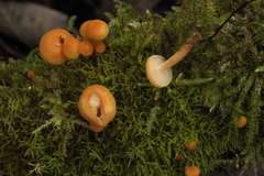Flammulina elastica
