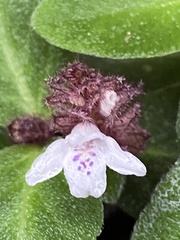 Herpetacanthus