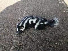 Spilogale angustifrons