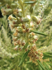 Artemisia argyi