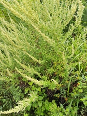 Artemisia argyi