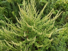 Artemisia argyi