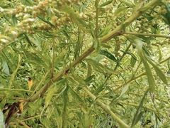 Artemisia argyi