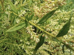 Artemisia argyi