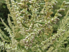 Artemisia argyi