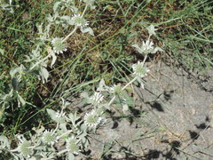 Marrubium incanum