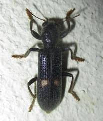 Phloiocopus