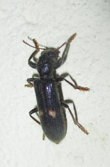 Phloiocopus