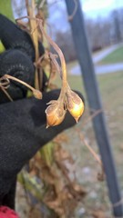 Convolvulus arvensis