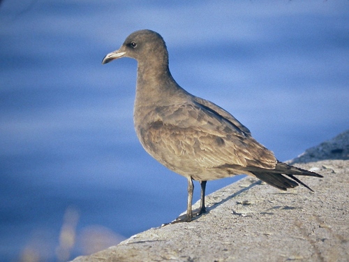 Heermann's Gull, Port Lands, Toronto, ON, Canada, photo 10 of 10
