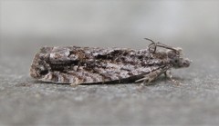 Gretchena delicatana