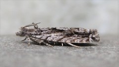 Gretchena delicatana