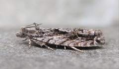 Gretchena delicatana