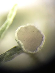 Ramalina willeyi
