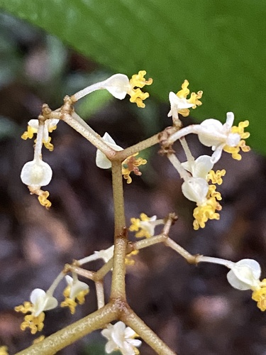 Begonia arborescens, photograph 4