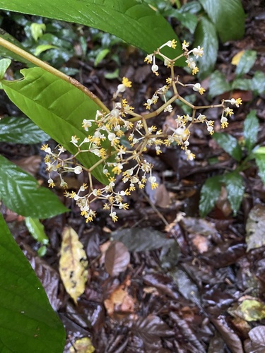 Begonia arborescens, photograph 5