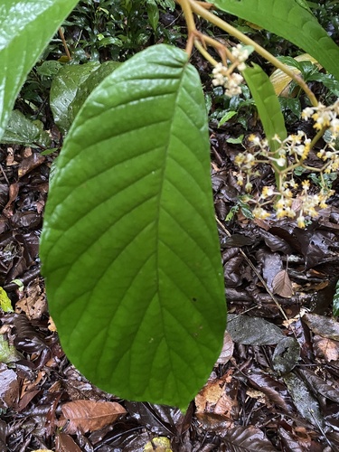 Begonia arborescens, photograph 6