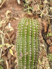 Trichocereus