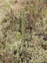 Trichocereus