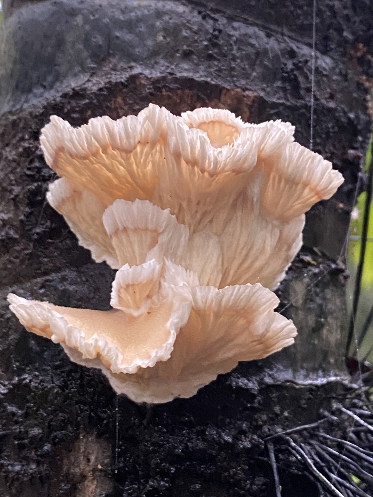 Cymatoderma dendriticum · November 2020 · photo: © jeanpaulboerekamps (iNaturalist, cc0)