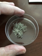 Ramalina willeyi