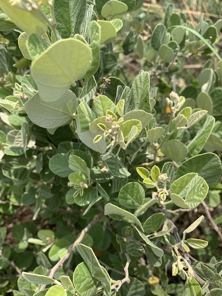 Rhynchosia komatiensis