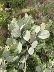 Rhynchosia komatiensis