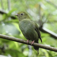 Blue Manakin photo 3