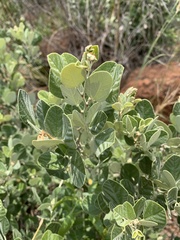 Rhynchosia komatiensis