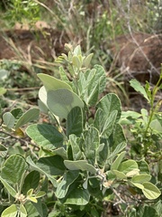 Rhynchosia komatiensis