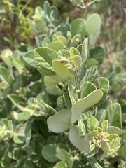 Rhynchosia komatiensis