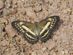 Algia fasciata