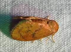 Heterogenea shurtleffi