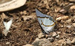 Polyura eudamippus