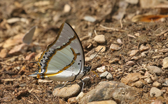 Polyura eudamippus