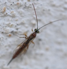 Tromatobia lineatoria