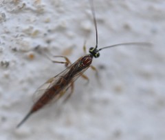 Tromatobia lineatoria