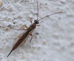 Tromatobia lineatoria