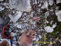 Allium marschalianum