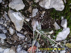 Allium marschalianum